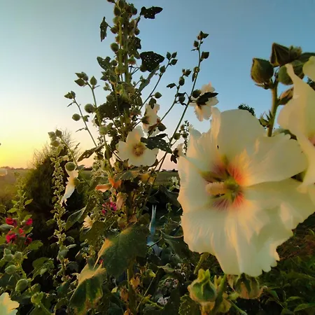 Le De L'ogerie - 20 Min Du Puy Du F - Petit Dej Et Draps Compris Saint-Christophe-du-Bois